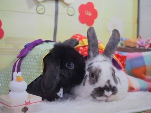 みんなのうさぎ(本店) - うさぎ星 - 大阪のうさぎ専門店